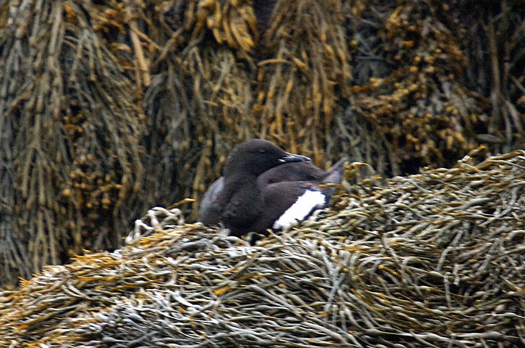 Guillemot, Black, 2006-07020848b Cutler and Machias Seal Island, ME.JPG - Black Guillemot, Cutler, ME, 7-2-2006